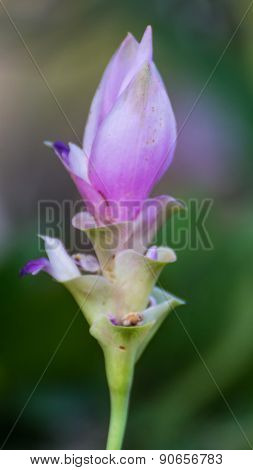 Purple Curcuma Alismatifolia Blossom