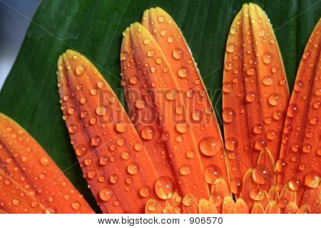 Verse oranje Daisy