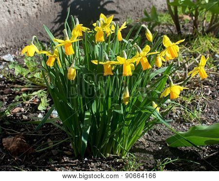 Yellow daffodils