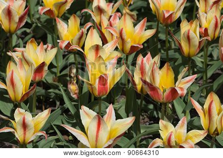 Red and yellow striped tulips