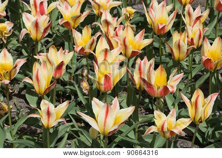 Red and yellow striped tulips