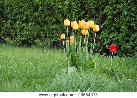 Red and yellow tulips in green grass