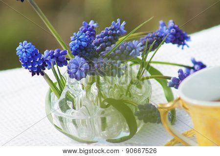 grape hyacinth flowers in a pitcher. bunch of blue flower