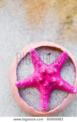 Sea Shell Sand Board