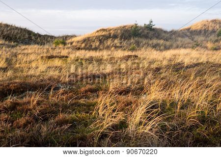 Dune Landscape In Skagen, Denmark