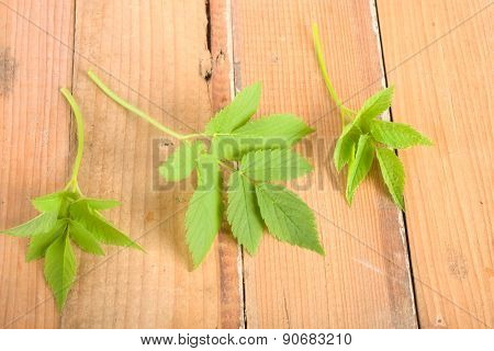 Goutweed