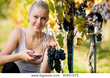 Beautiful Young Blonde Woamn Harvesting Grapes In Vineyard