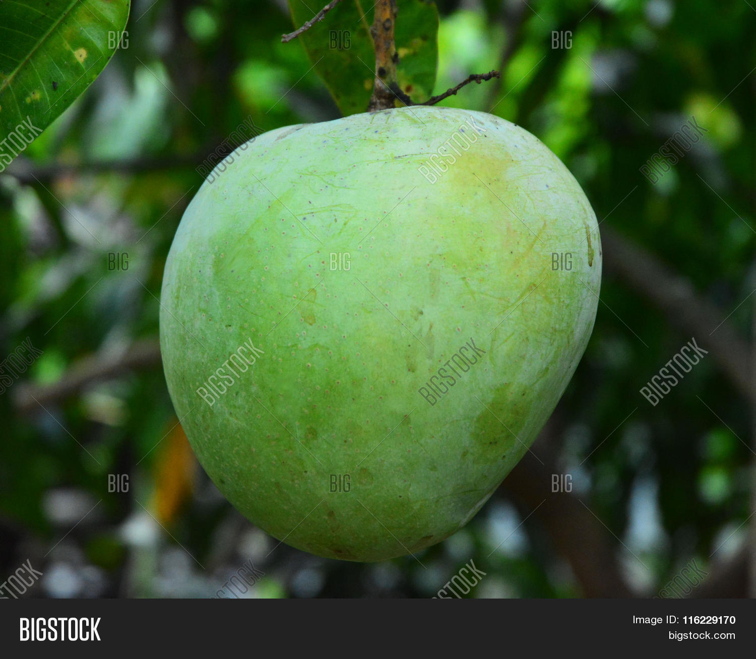 Image Preview