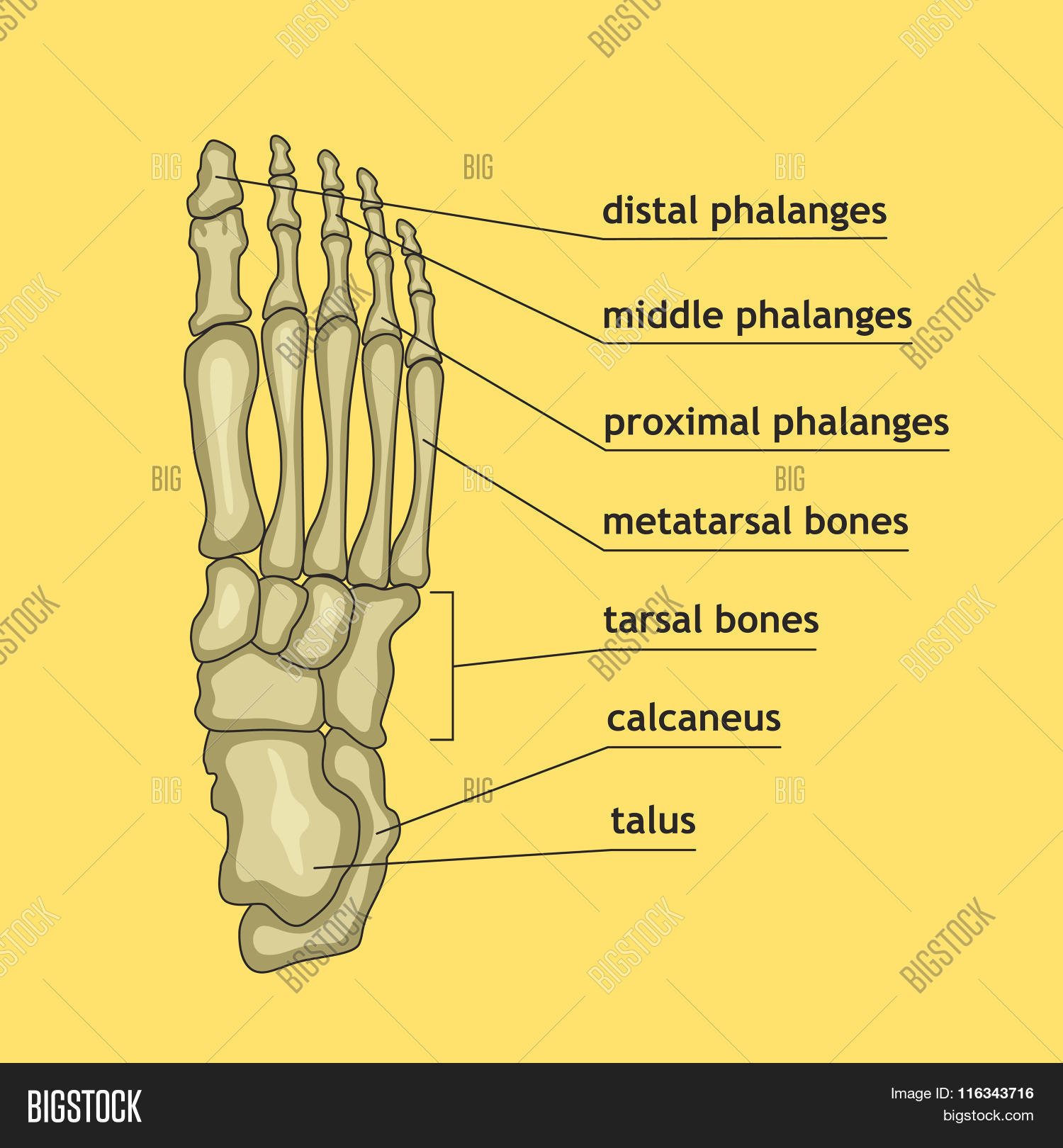 Foot Bones Vector Photo (Free Trial) Bigstock