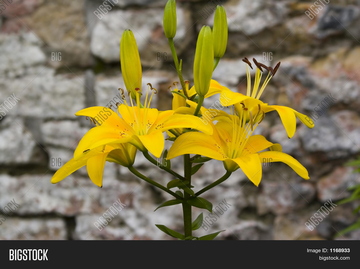 Image Preview