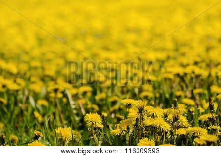 Dandelion flower meadow