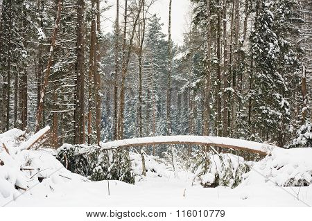 Young Pine Trees In Deep Snow In Orlovskoye Polesie National Park In Russia