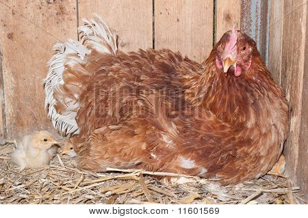 Pollos en el gallinero