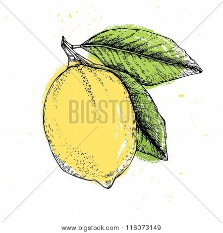 Hand Drawn Vector Illustration - Lemon