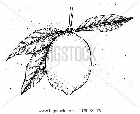 Hand Drawn Vector Illustration - Lemon