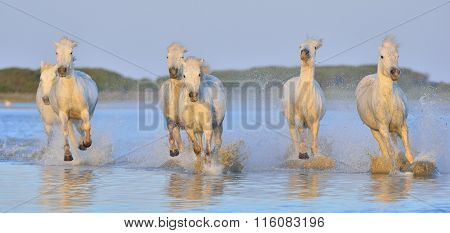Herd Of White Camargue Horses Running On The Water .