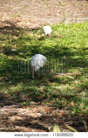White ibis birds walk on the grass, Miami, Florida