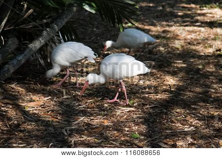 Three white ibis bird in the shadow,Miami, Florida