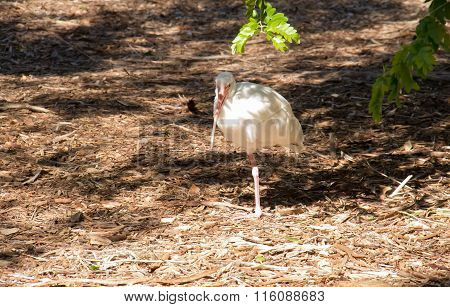 Ibis under the shadow