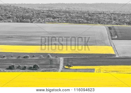 Oilseed Rape Fields