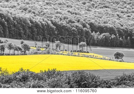 Oilseed Rape Field