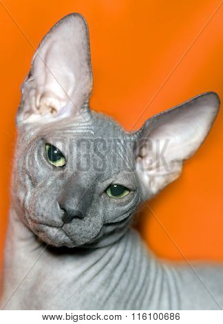 Cat  Don sphinx