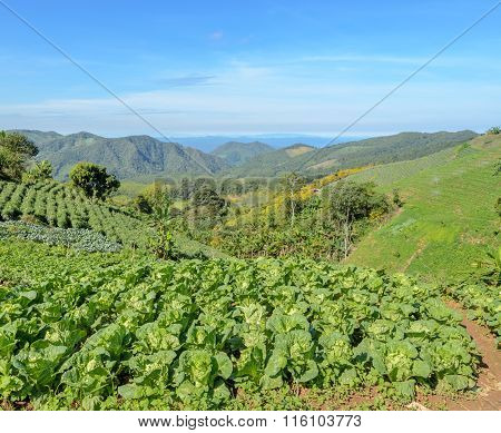 Mountain Landscape With Terrace Field