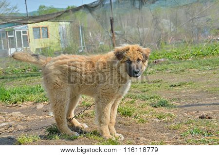 Yellow Dog