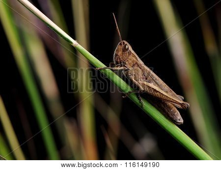 single grasshopper on a blade of grass