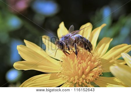 Bumblebee on a yellow flower