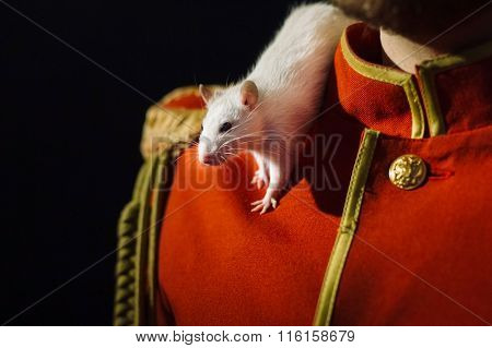 White lab rat on the shoulder