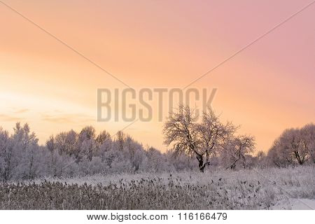 Winter Field And Apple Tree