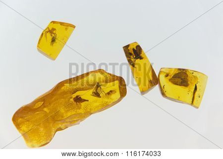 Amber With Insects