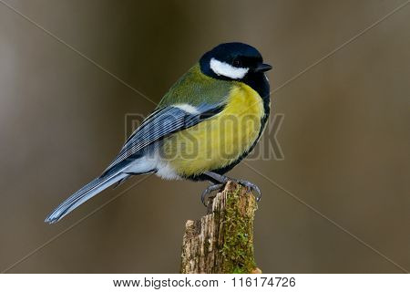 Great Tit On A Branch