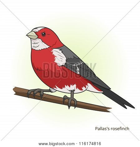 Pallas rosefinch bird educational game vector