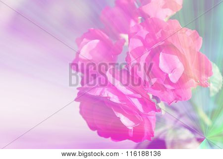 Beautiful Color Flowers