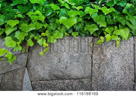 Plant Stone