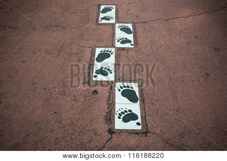Animal Footprints Paint On The Floor