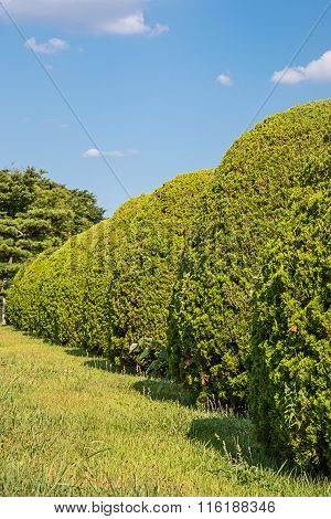 Green Bush Circle