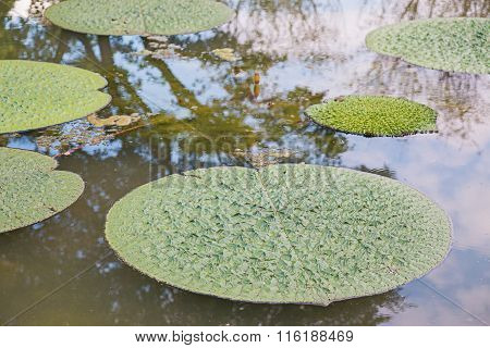 Lotus Leaf Floating In The Pool.