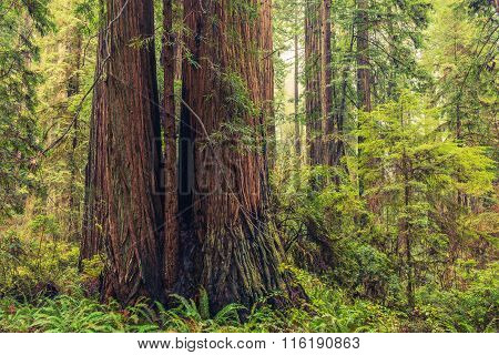 Coastal Redwood Forest