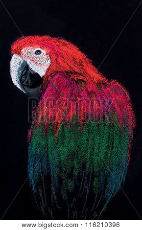 Beautiful parrot on a dark background.