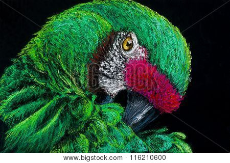 Beautiful parrot on a dark background.