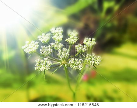 Fennel Seed Flowering Top In The Sunny Day Light.