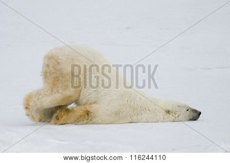 Silly Polar Bear sliding across snow