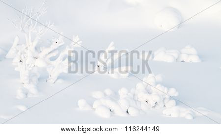 Branches Emerging From The Snow