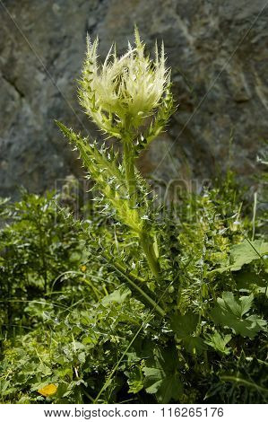 Spiniest Thistle