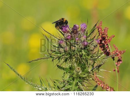 Marsh Thistle