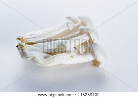 Organic Bunapi Mushrooms