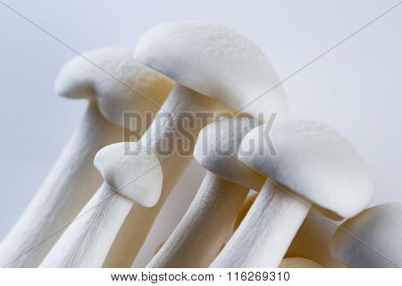 Organic Bunapi Mushrooms